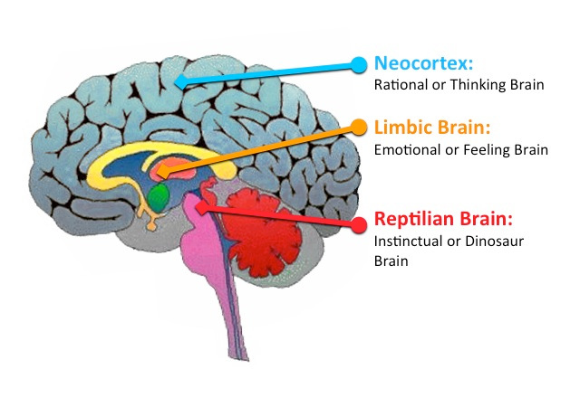 Анна Трубецкая - Процесс гармонизации триединого мозга